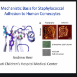 Dr. Megan Kiedrowski (PhD) | Live from the 2nd International Virtual Conference on Staphylococci and Staphylococcal Infections